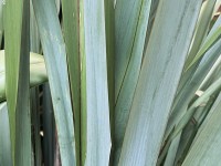 Harakeke Flax 1