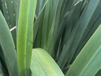 Harakeke Flax 3