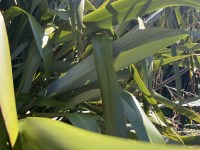 Harakeke | Flax