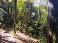 New Zealand Native Bush 2