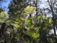 New Zealand Native Bush 1