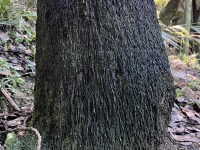 Ponga Tree Stump