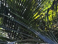 Tī Kōuka - Cabbage Tree 2