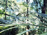 Tī Kōuka - Cabbage Tree 1