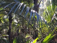 Tī Kōuka - Cabbage Tree 3