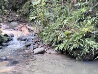 Wai Stream 1