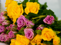 Yellow & Pink Roses