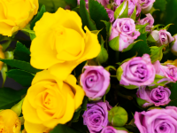 Yellow & Pink Roses