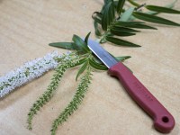 Floristry Knife with Leaves
