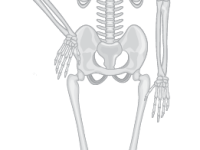 Skeleton: Casual
