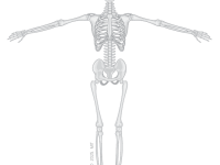 Skeleton: Vitruvian