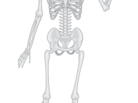 Skeleton: Hello
