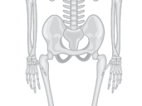 Skeleton: Neutral