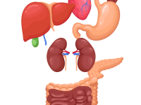Organ Set: Male Extended
