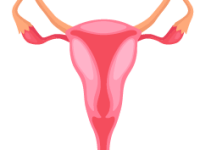 Female Reproduction