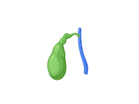 Gallbladder