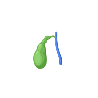Gallbladder - Knowledge Base