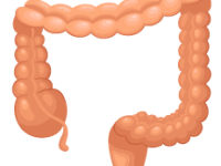 Large Intestines