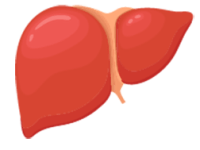 Liver