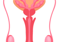Male Reproduction