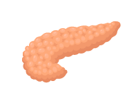 Pancreas