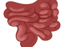 Small Intestines